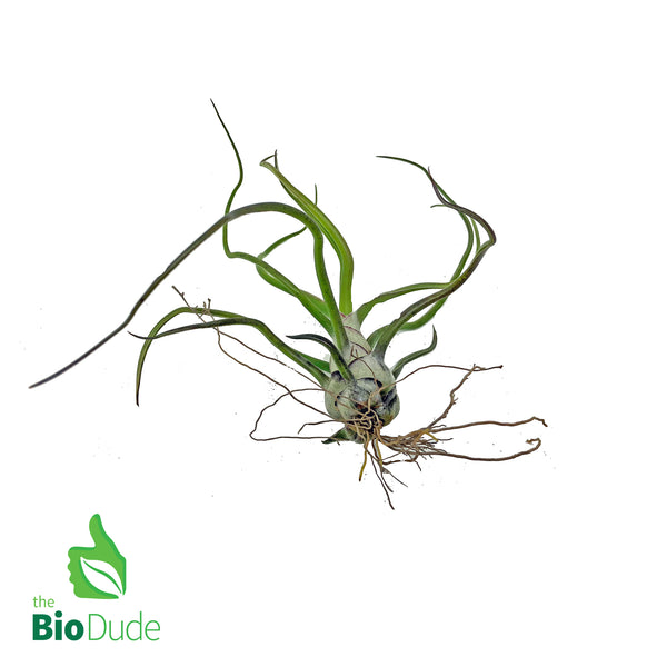 Bromeliad Tillandsia 1-Pack *The Dude's Choice*