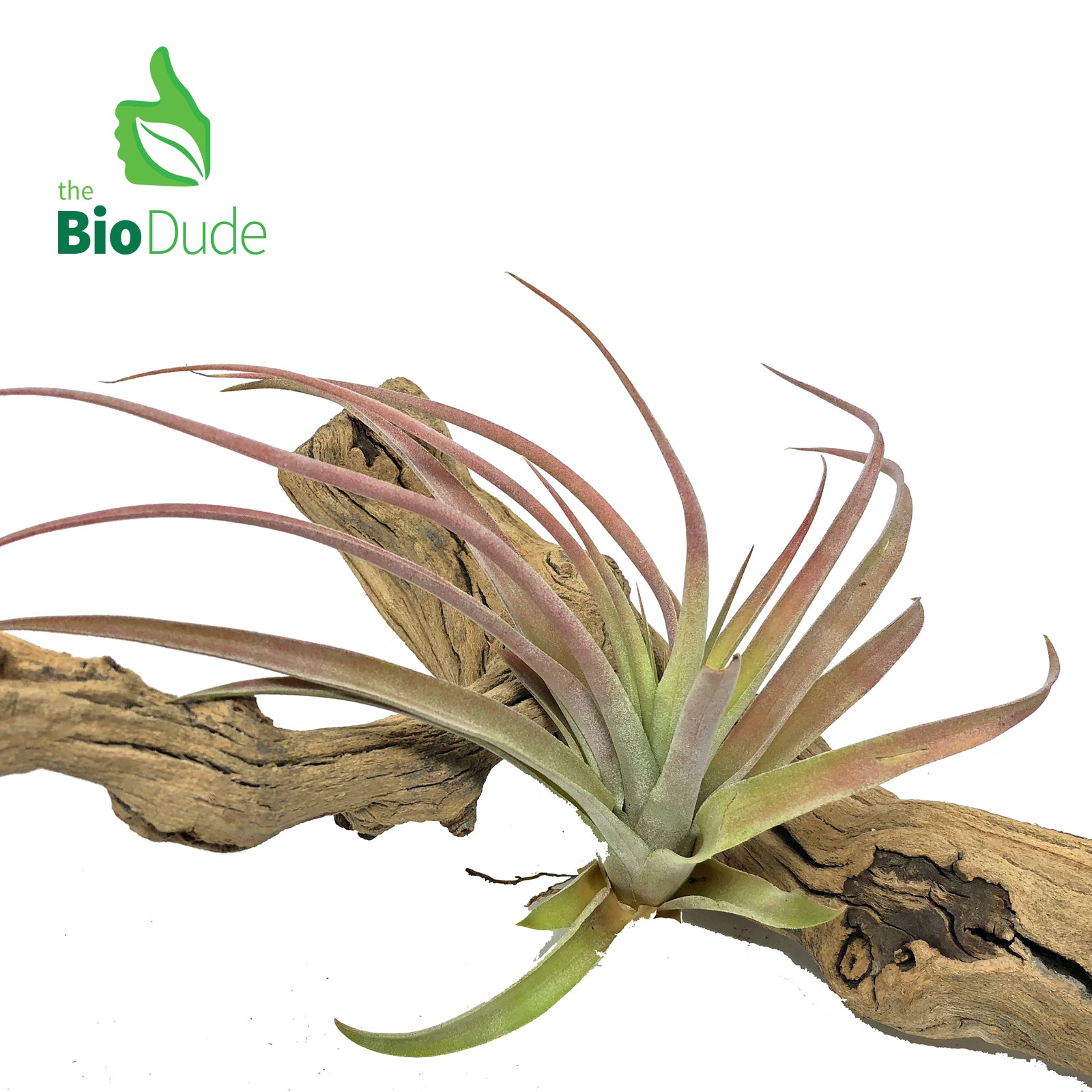 bromeliad air plants Bromeliad Tillandsia 1-Pack *The Dude's Choice*