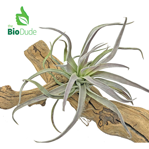 Bromeliad Tillandsia 1-Pack *The Dude's Choice*