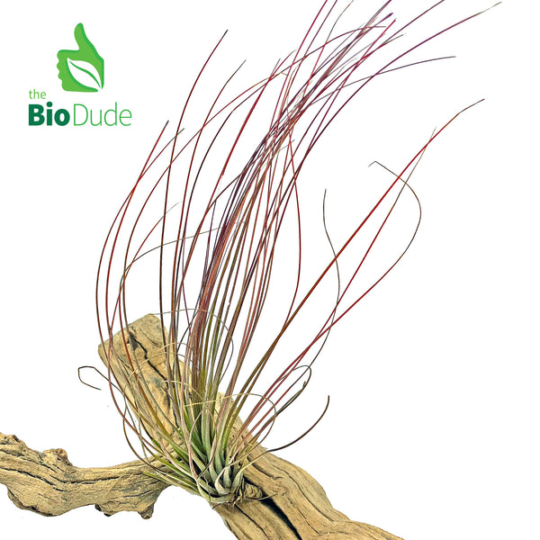 Bromeliad Tillandsia 1-Pack *The Dude's Choice*