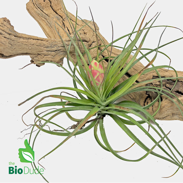 Bromeliad Tillandsia 1-Pack *The Dude's Choice*