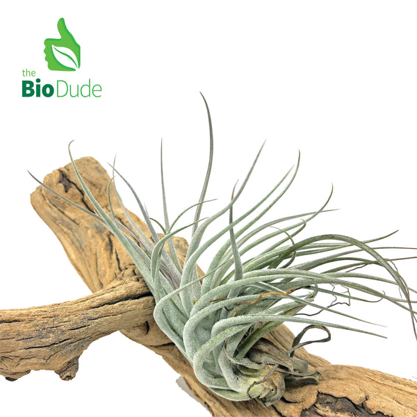 Bromeliad Tillandsia 1-Pack *The Dude's Choice*
