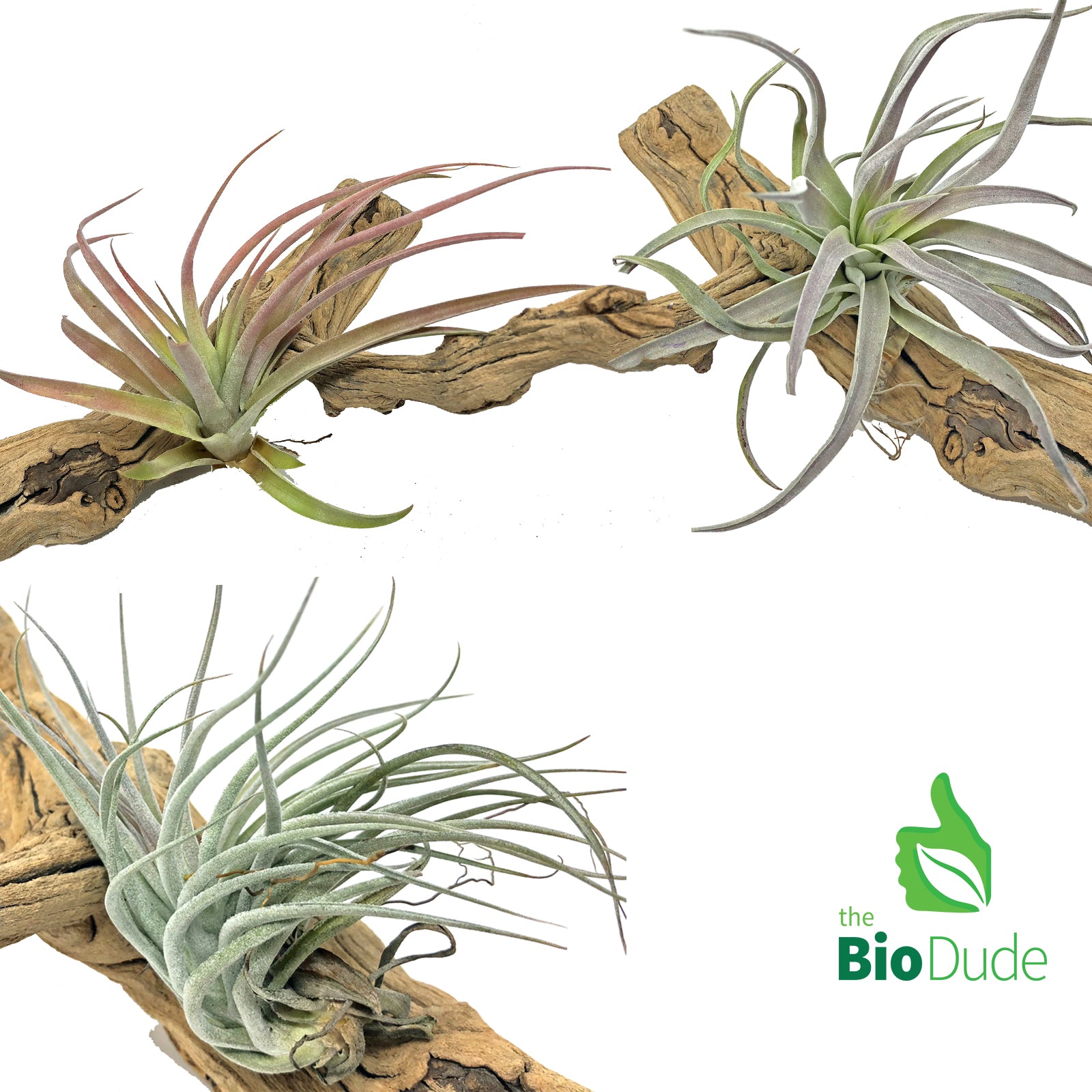 Tillandsia