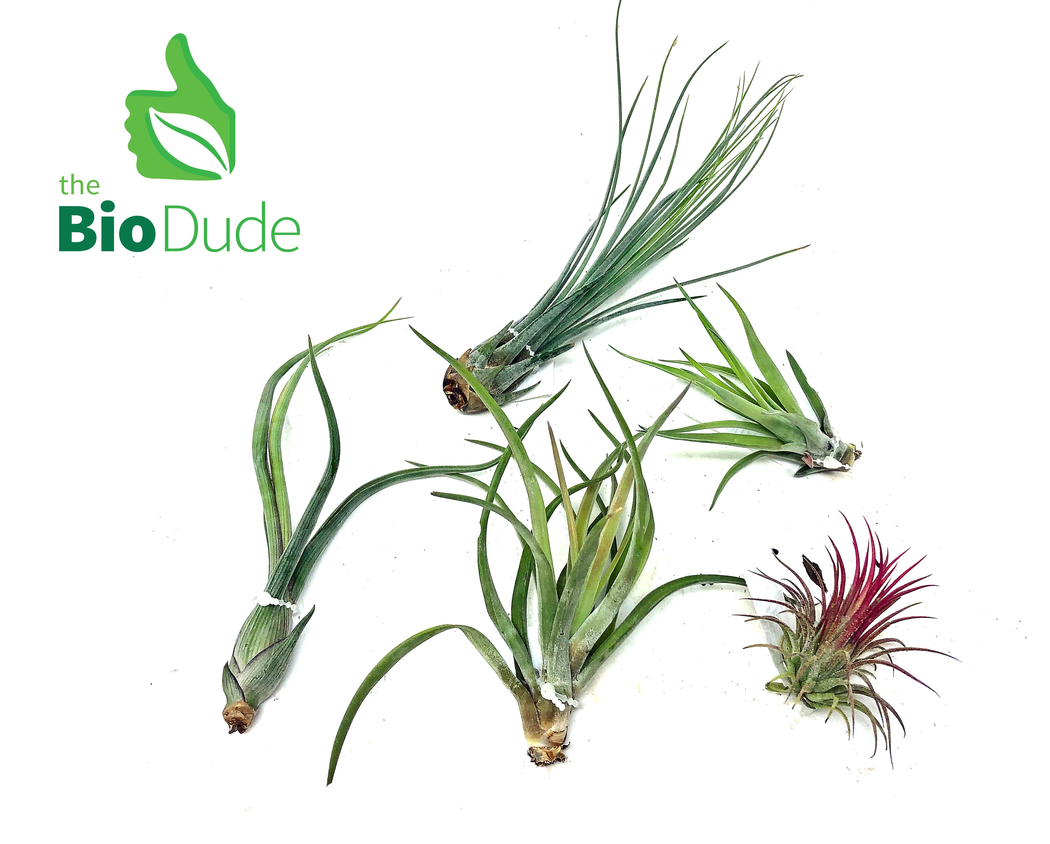 bromeliad air plants Bromeliad Tillandsia 5-Pack *The Dude's Choice*