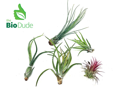 Bromeliad Tillandsia 5-Pack *The Dude's Choice*