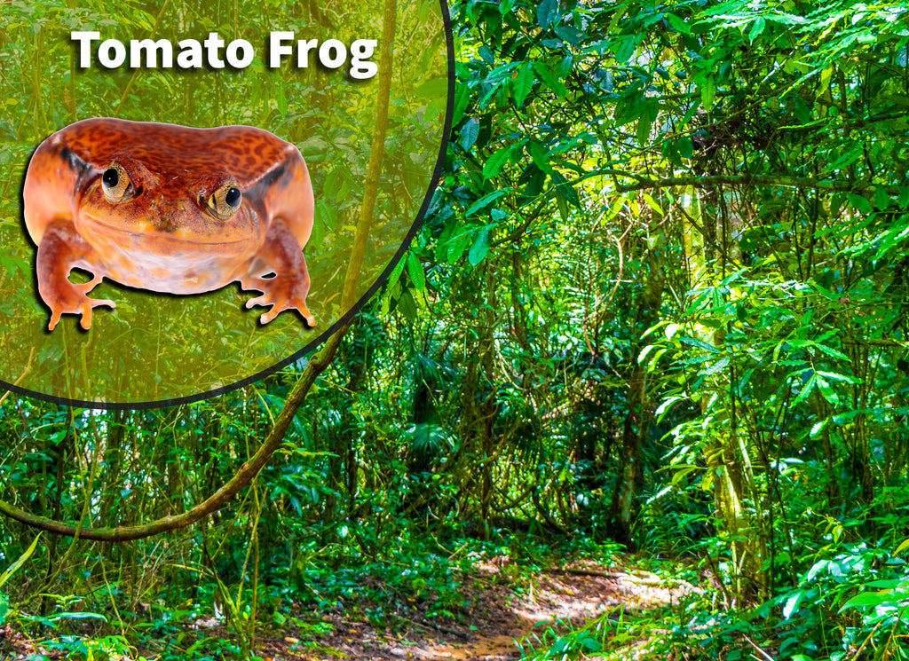 Tomato Frog (Dyscophus species) Bioactive Vivarium Kit