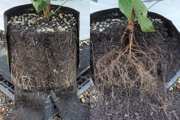 Chameleon Tree Pouch 18" x 18"