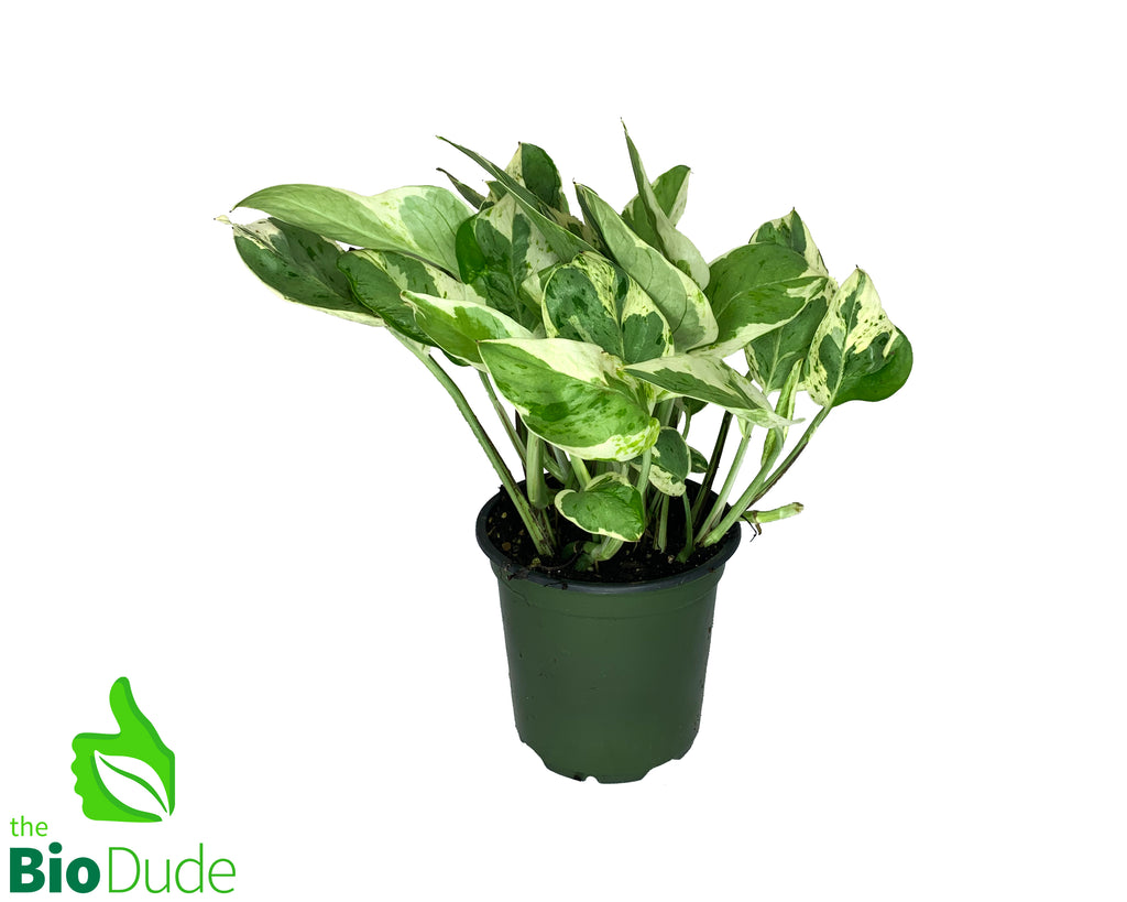 4" Pot Pearls & Jade Pothos