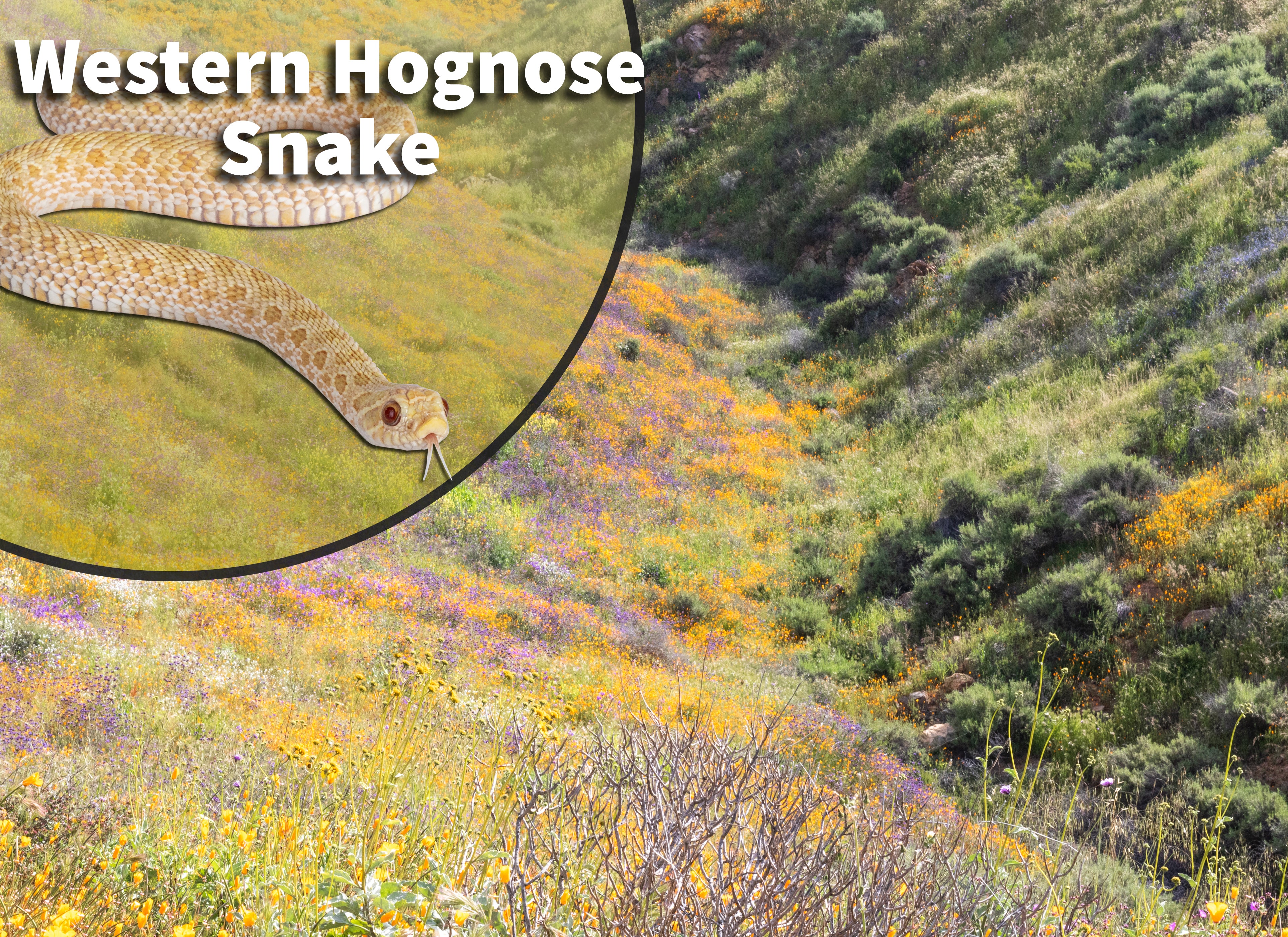 snake plant native habitat Western Hognose Snake (Heterodon nasicus) Bioactive Vivarium Kit – The Bio Dude