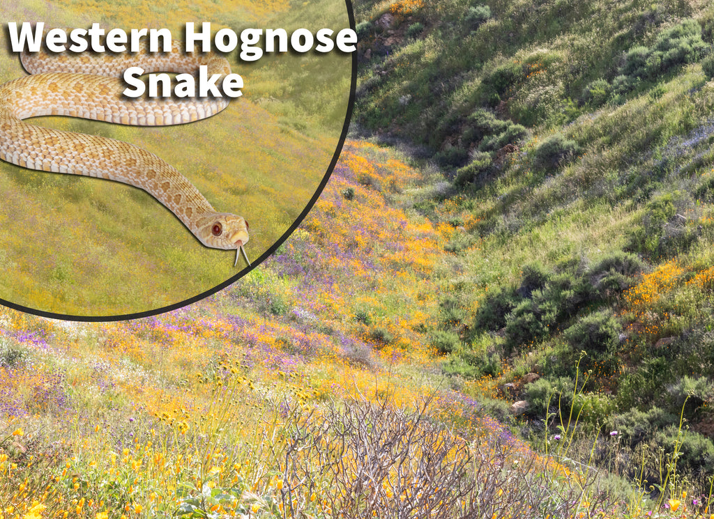 Western Hognose Snake Bioactive Habitat Terrarium Kit
