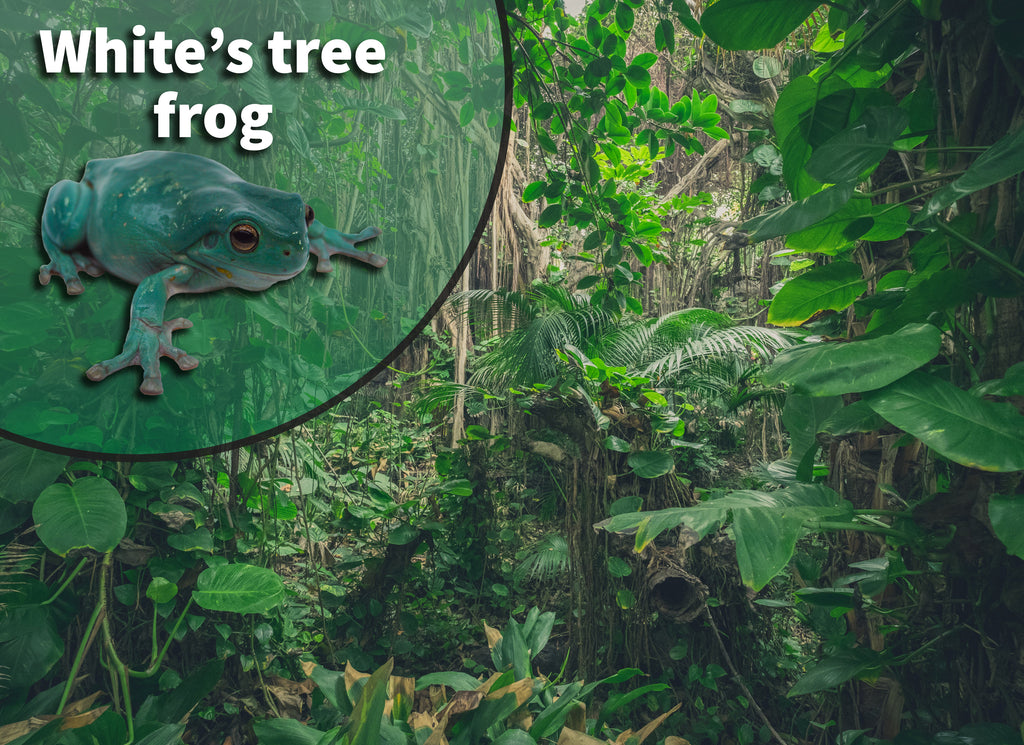 White's Tree Frog Bioactive Habitat Terrarium Kit