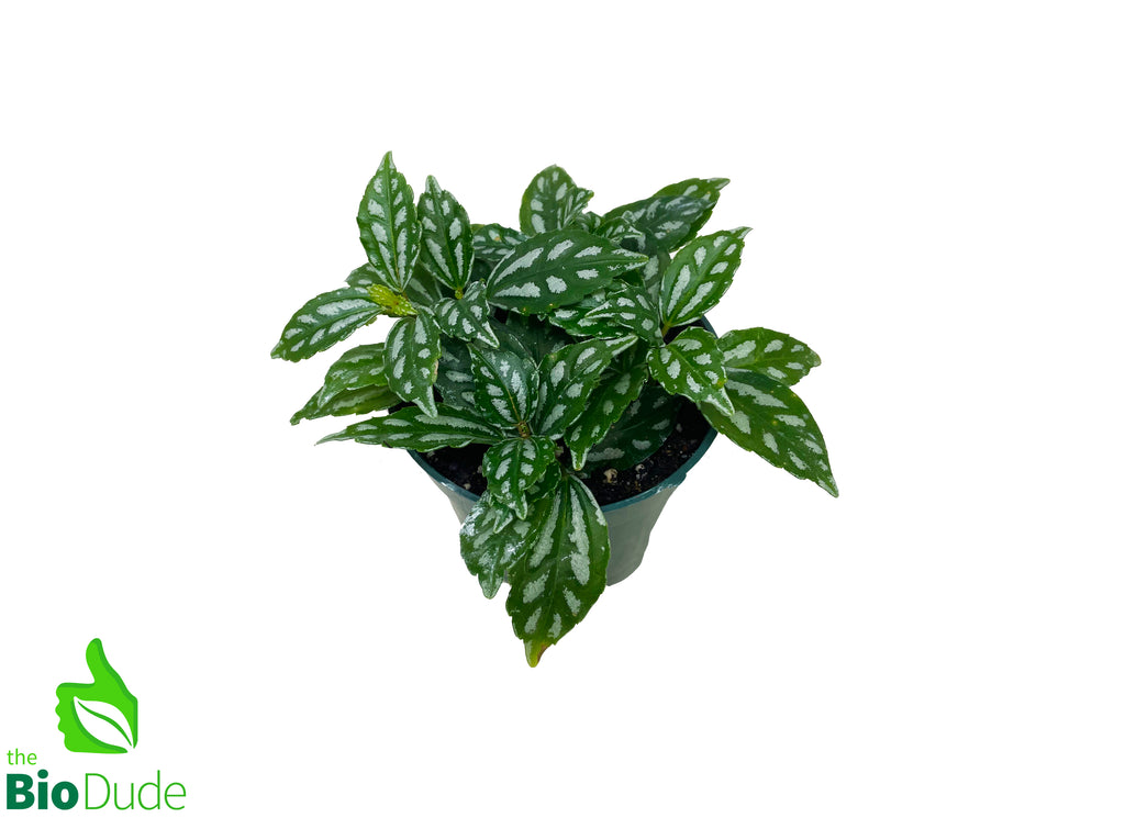 4" Pot Aluminum Plant