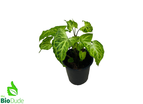 4" Pot Arrowhead Vine Batik