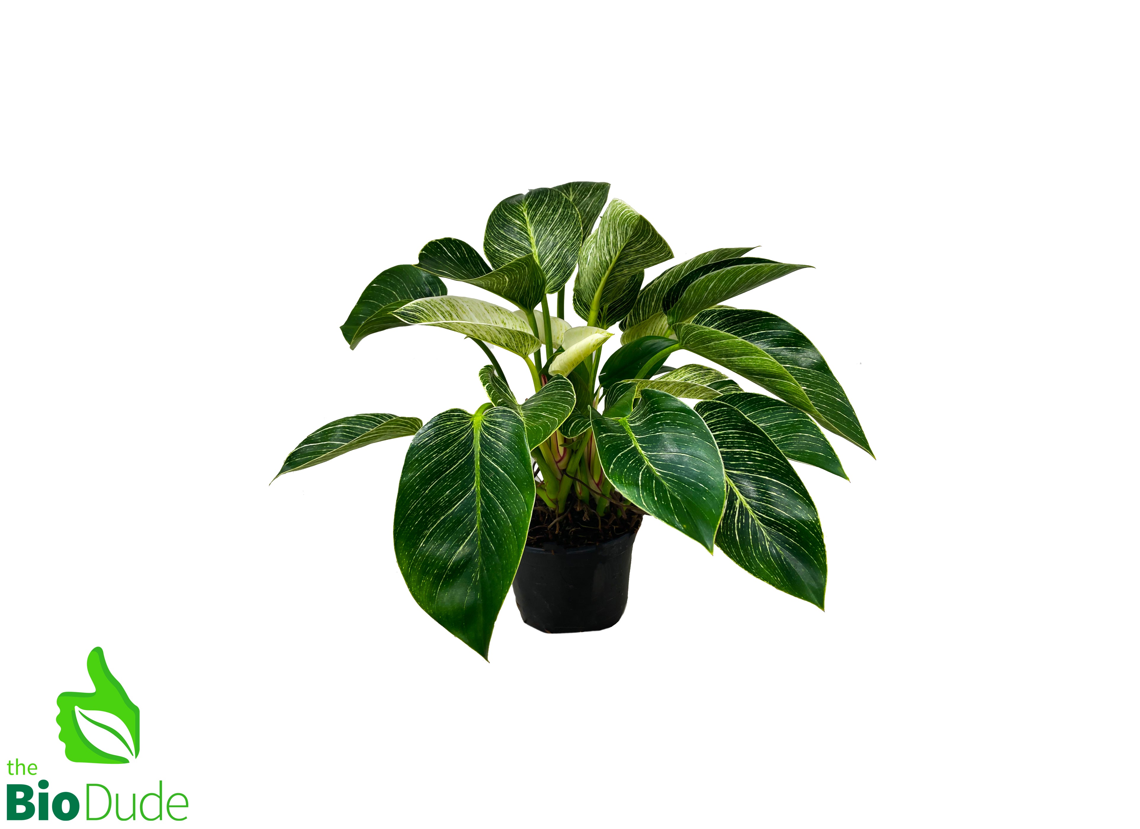 philodendron green birkin 6" Pot Philodendron Birkin – The Bio Dude