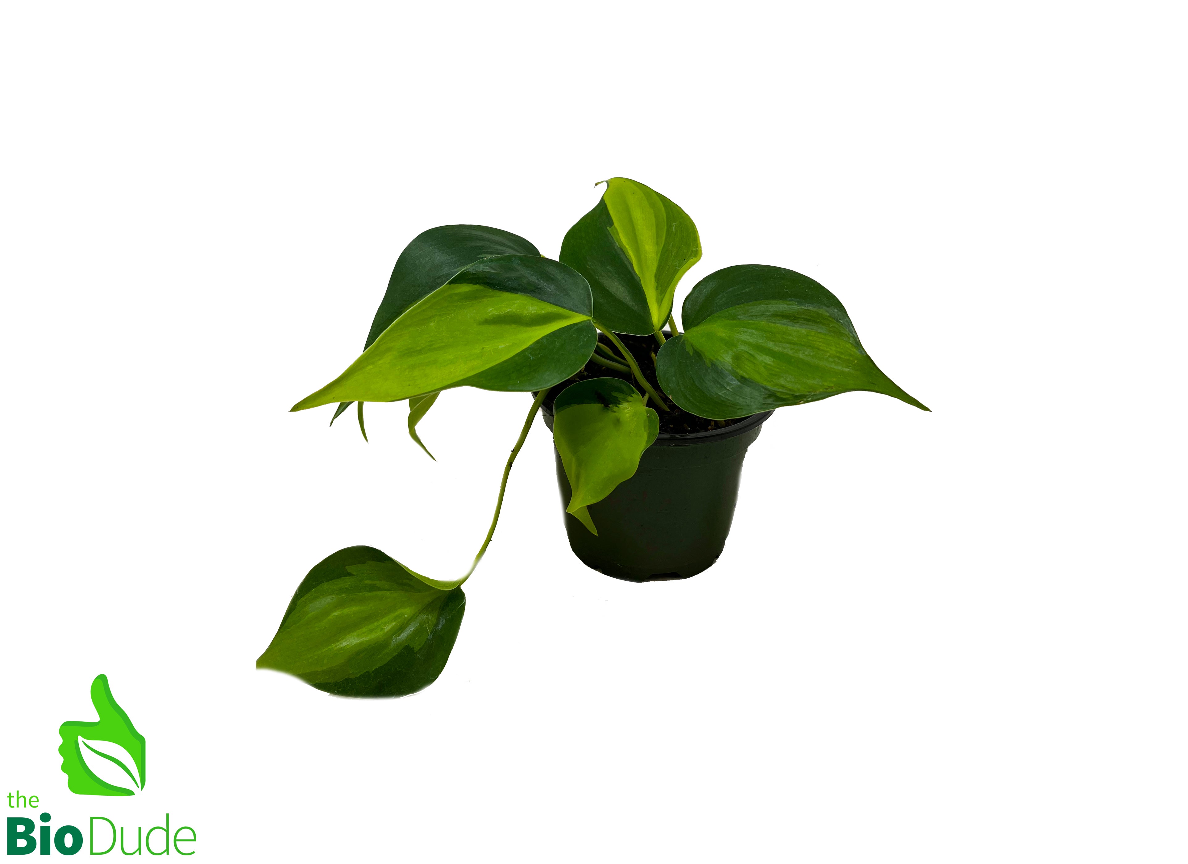 philodendron grow kit Philodendron Brasil 4"