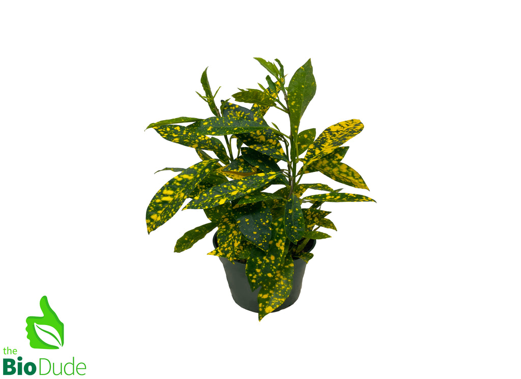 4" Pot Croton Gold Dust