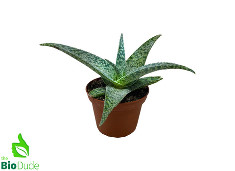 3" Pot Delta Lights