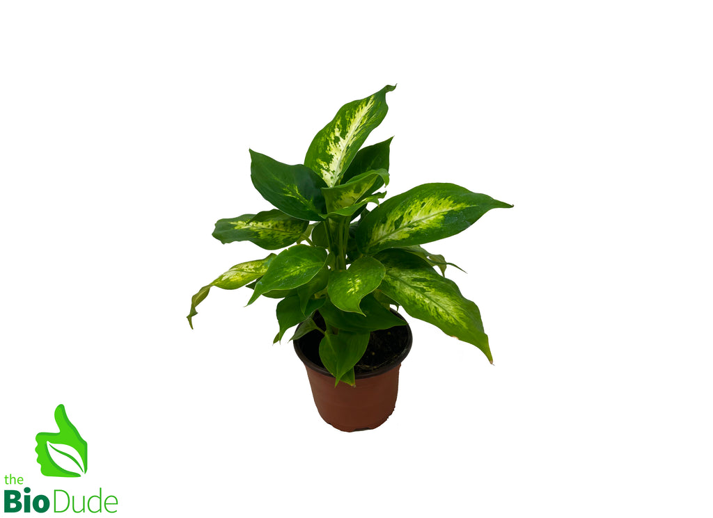 4" Pot Dieffenbachia Compacta