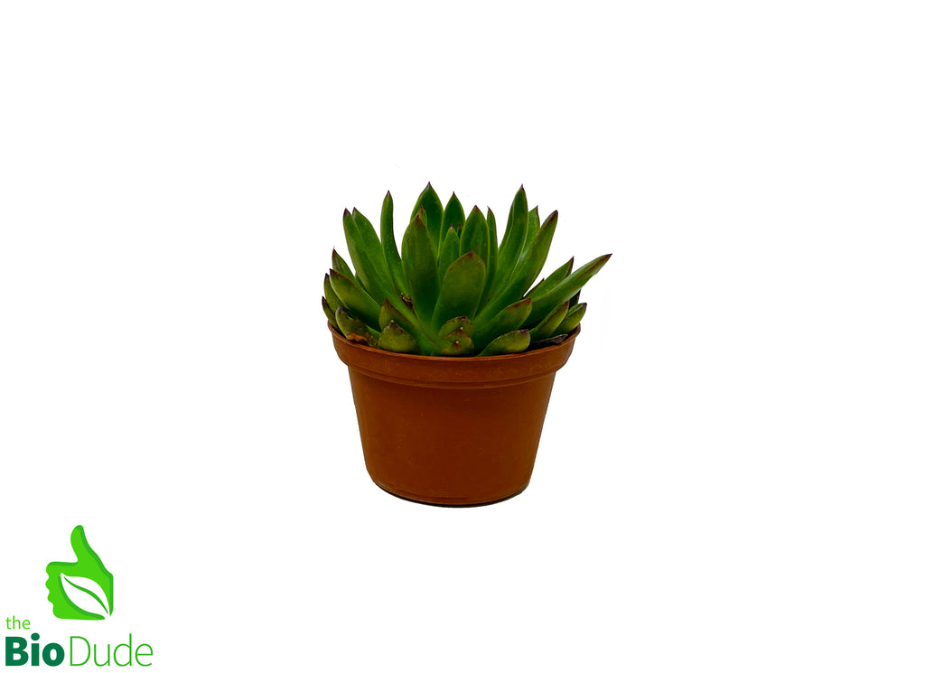3" Pot Echeveria Ebony