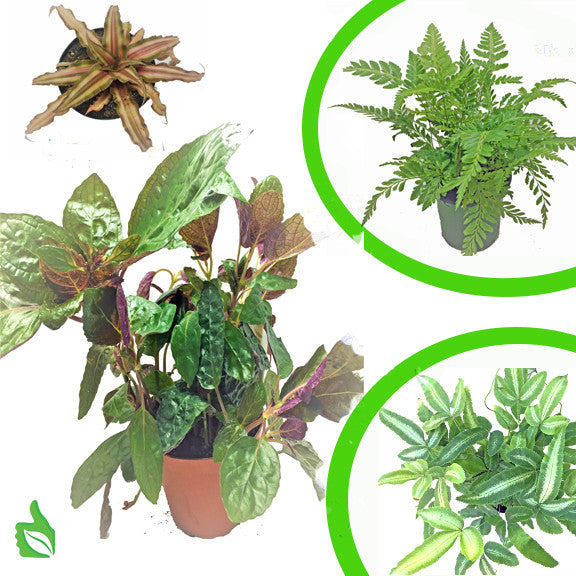Terra Fauna Basic Plant Kit