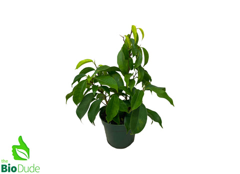 4" Pot Ficus Spire