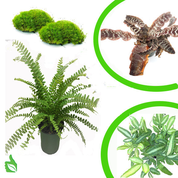 Which Plants Should You Buy?  Best Premium Plants in Plants vs
