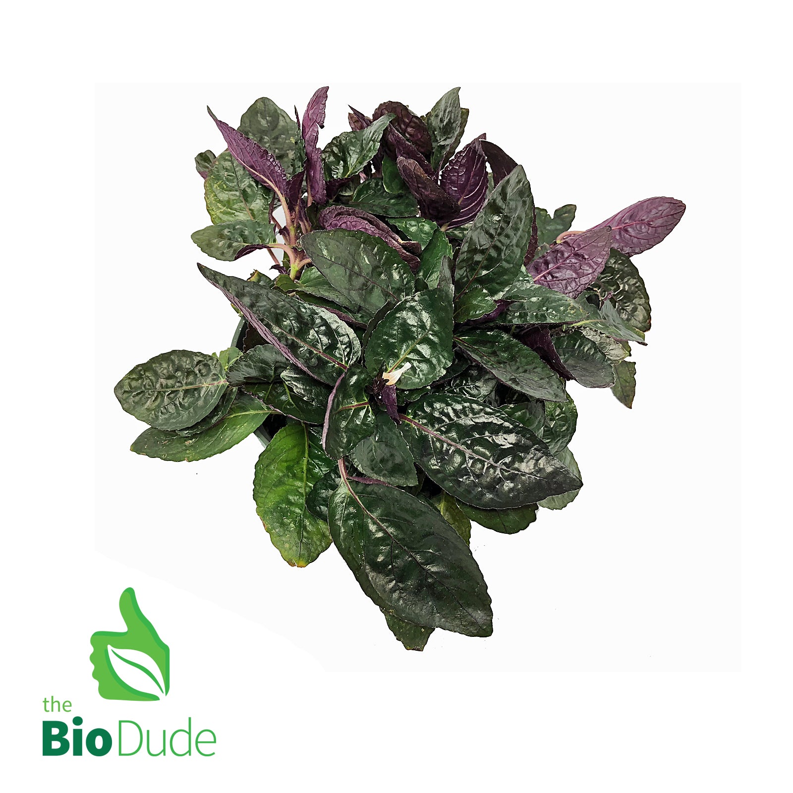 purple waffle house plant 4" Pot Purple Waffle Plant