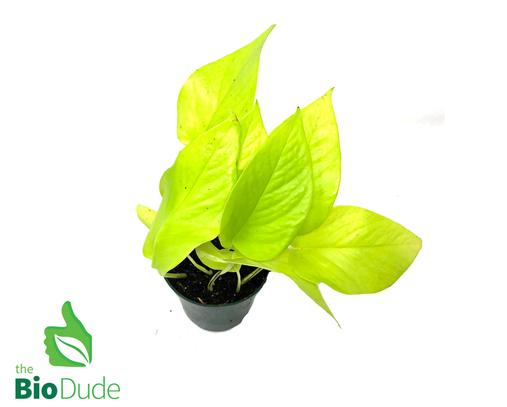 4" Pot Neon Pothos