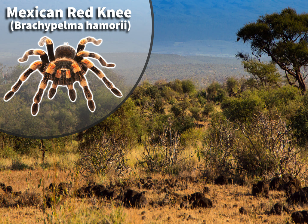 Mexican Red Knee (Brachypelma hamorii) Bioactive Habitat Vivarium Kit