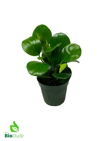 4" Pot Peperomia Green