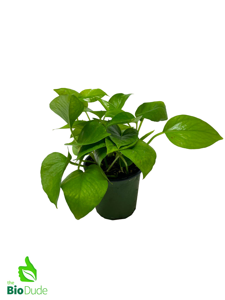 4" Pot Pothos Jade