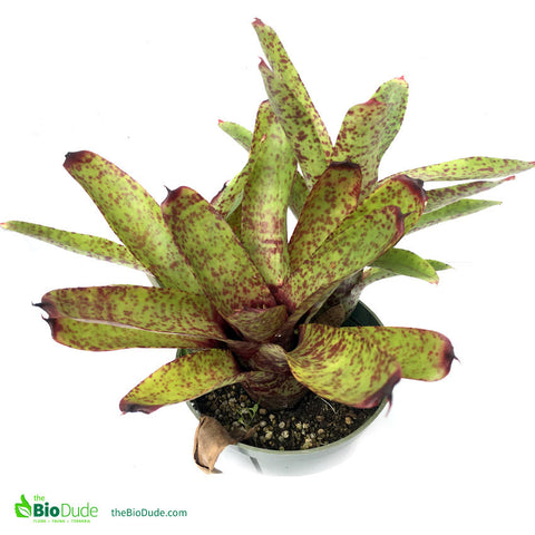 Bromeliad Neoregelia Pot - Rooted Mother - The Bio Dude