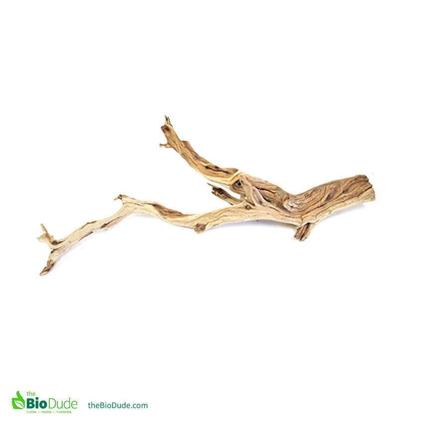 Sandblasted Ghostwood Branch