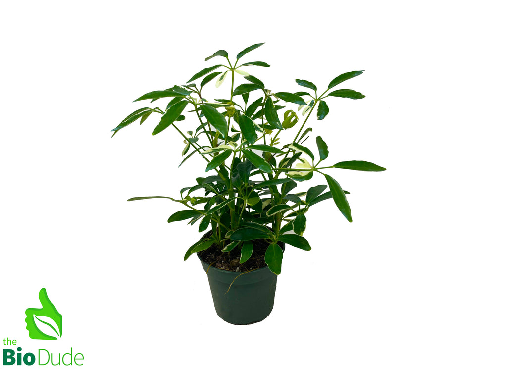 4" Pot Schefflera Variegated
