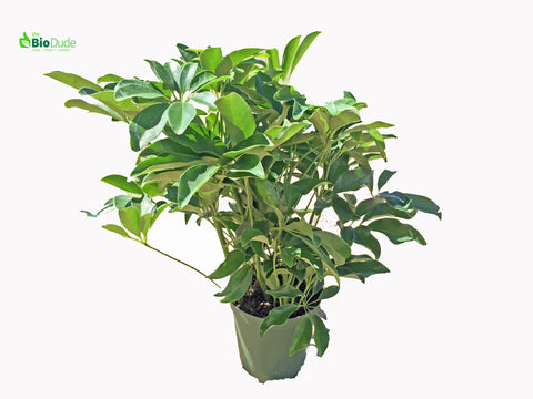 6" Pot Schefflera Green Bush