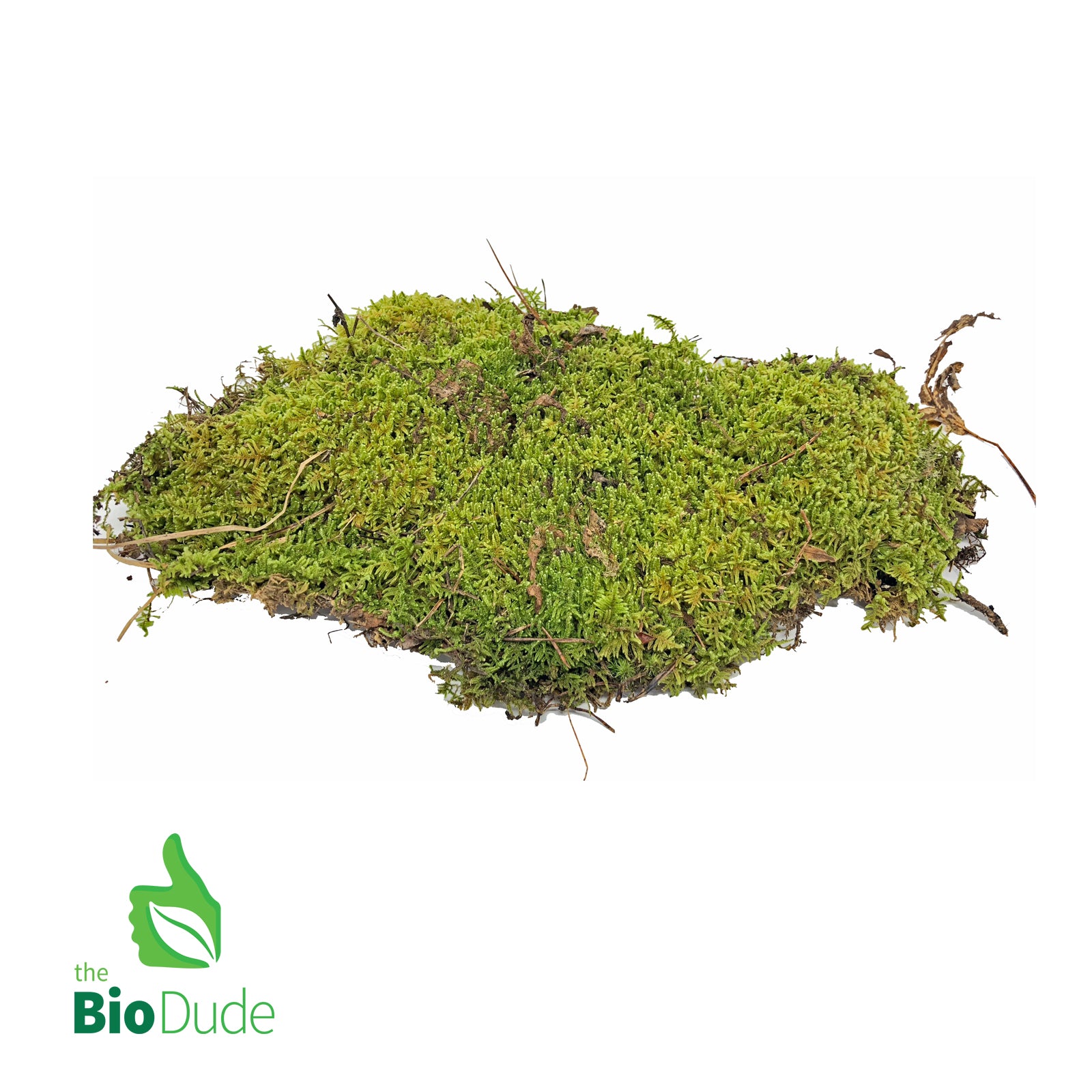 sheet moss for potted plants BIODUDE Live Terrarium Moss