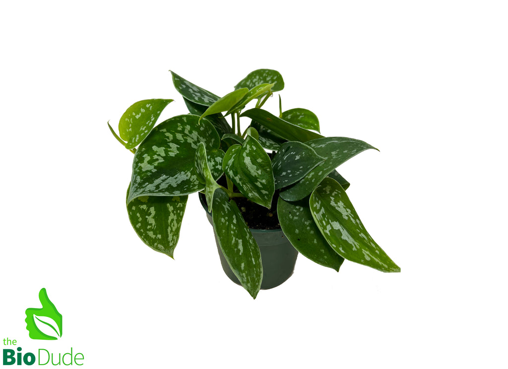 4" Pot Silver Philodendron