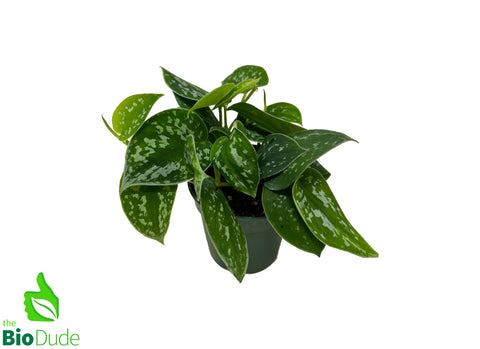 4" Pot Silver Philodendron