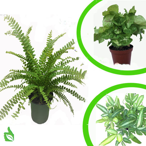 Terra Firma Basic Plant Kit