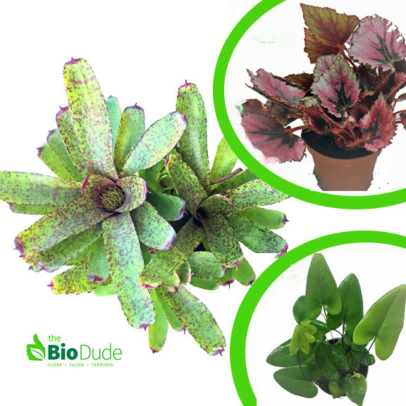 Terra Flora Basic Plant Kit