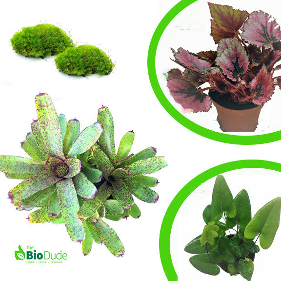 plants for dart frog terrarium Terra Flora Premium Plant Kit – The Bio Dude