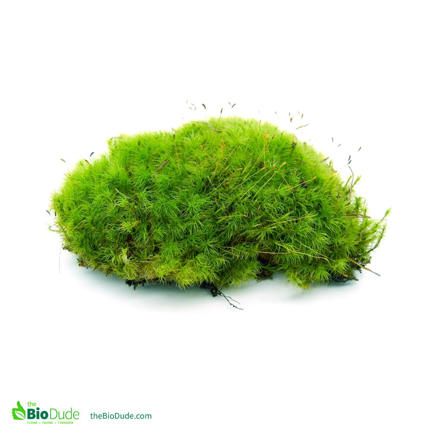 Premium AI Image  Pillow Moss Soft Dense Cushions of Moss Rotting Tree  Stump S Plant and Log on White Background
