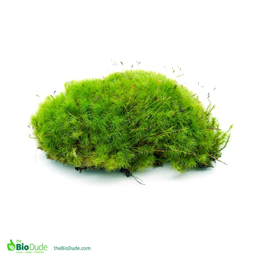 BioDude Live Terrarium Moss - Natural Pillow Moss