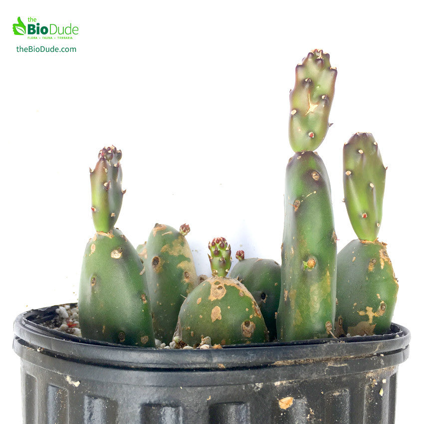 Terra Sahara Premium Plant Kit – The Bio Dude