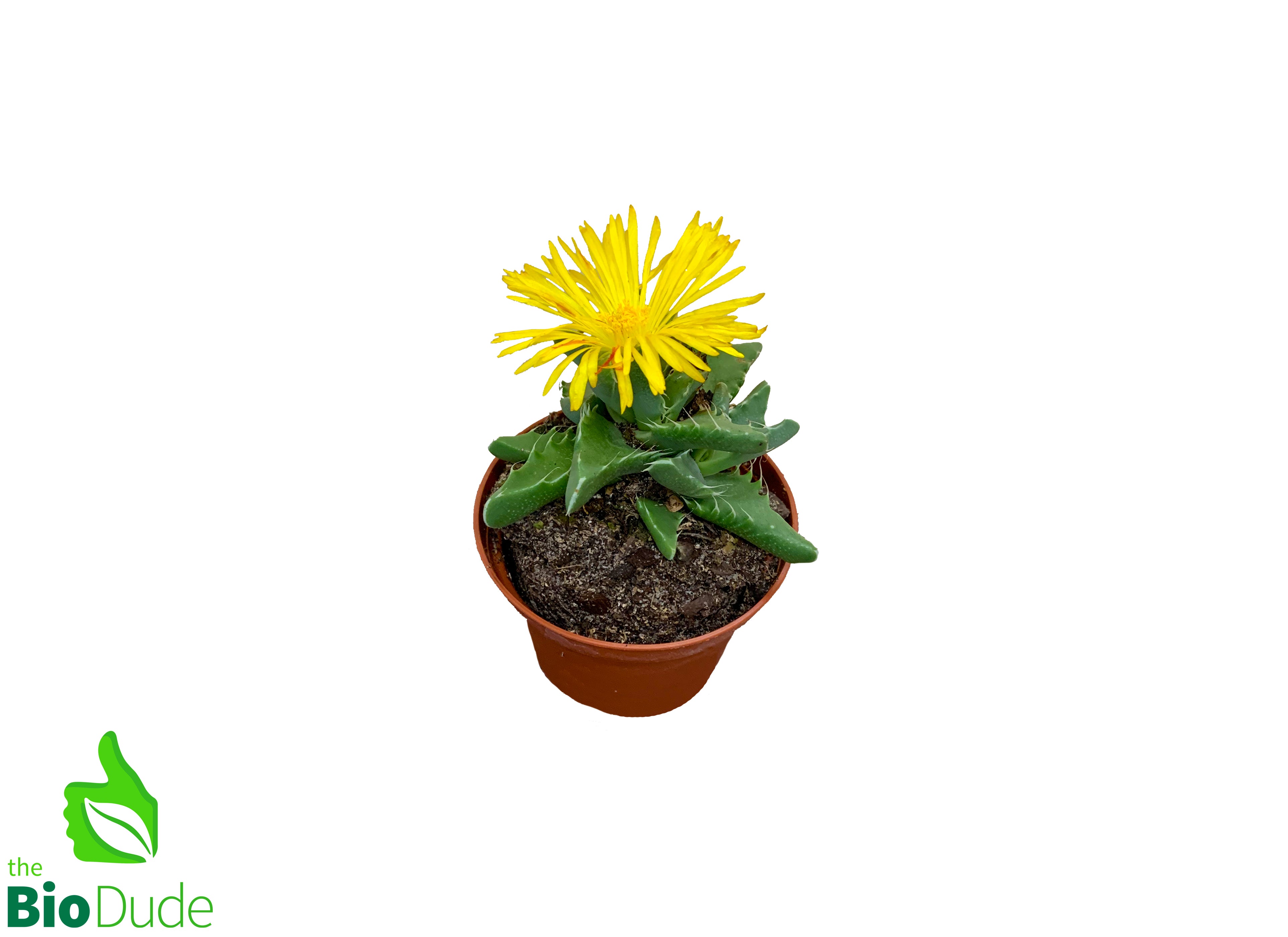 tiger jaw succulent squishy 3" Pot Succulent Tiger Jaw – The Bio Dude