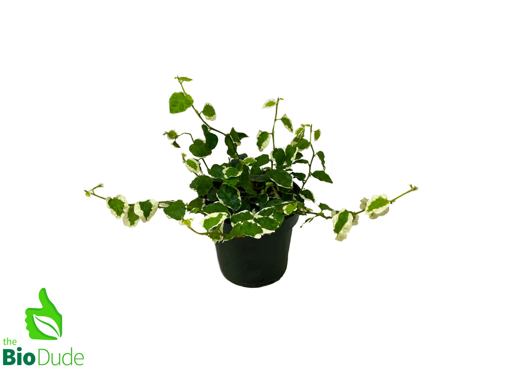 4" Pot Ficus Variegated