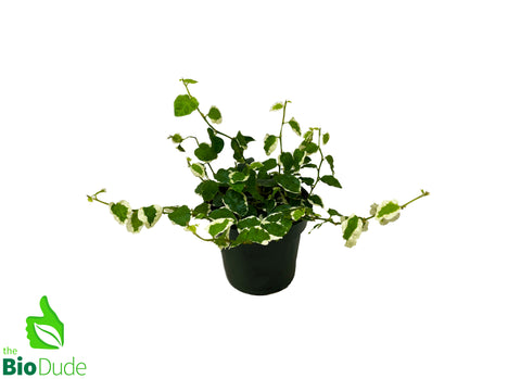4" Pot Ficus Variegated