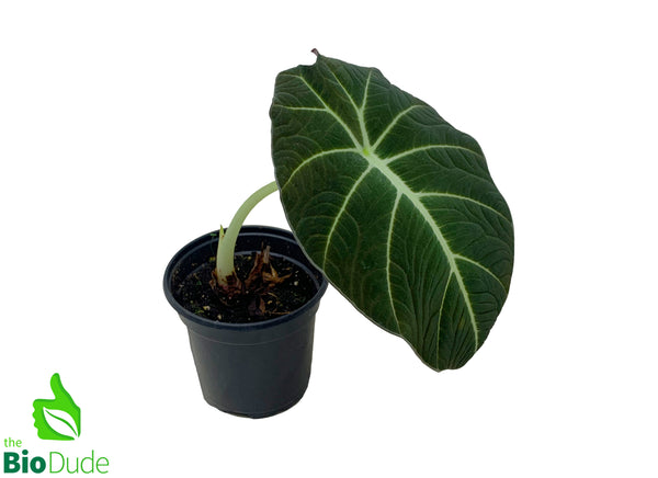 4" Pot Alocasia Black Velvet