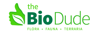 Bioactive Substrates & Soil for Terrariums | The Bio Dude